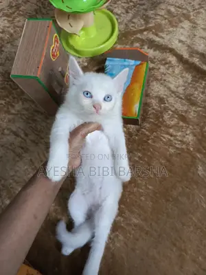 ১-৩ মাস বয়সী মেল মিক্সড ব্রিড পার্সিয়ান