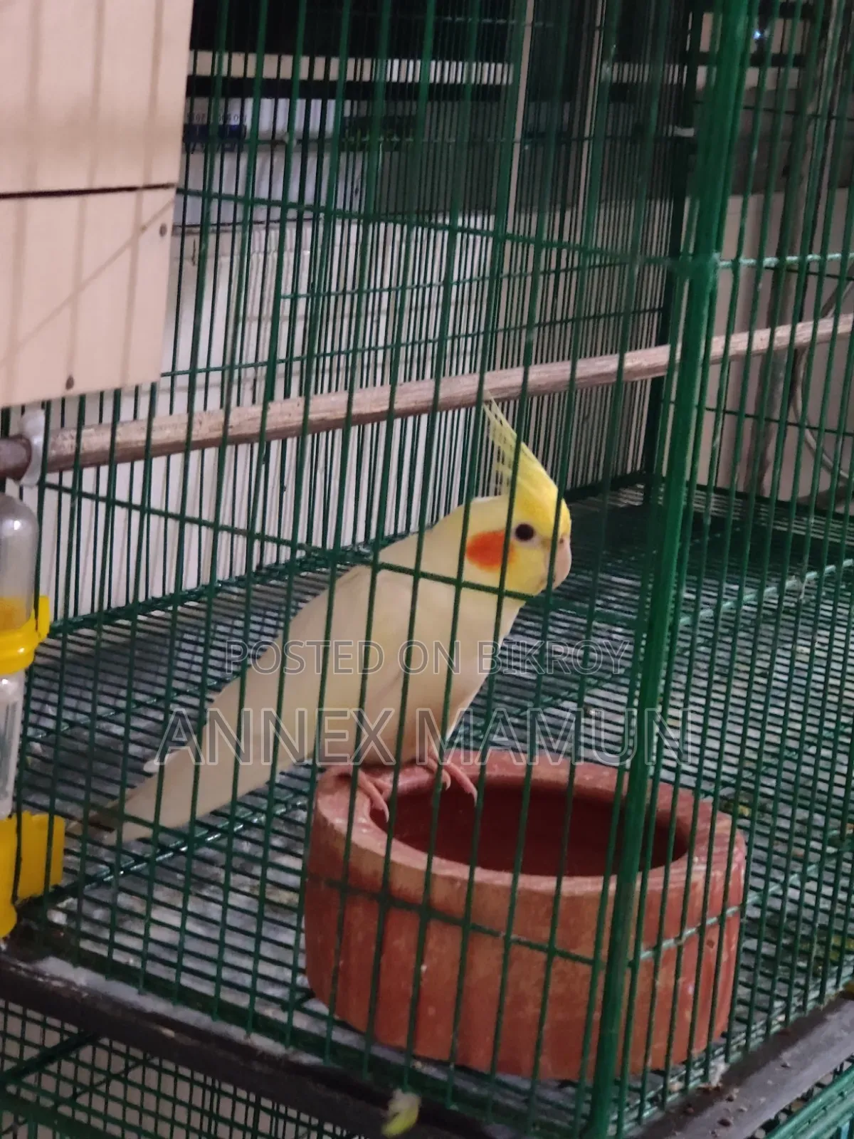 Pair of Cockatiel birds with 6 eggs for sale