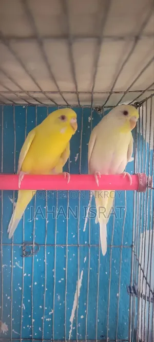 Lutino Red Eye Budgie Bird