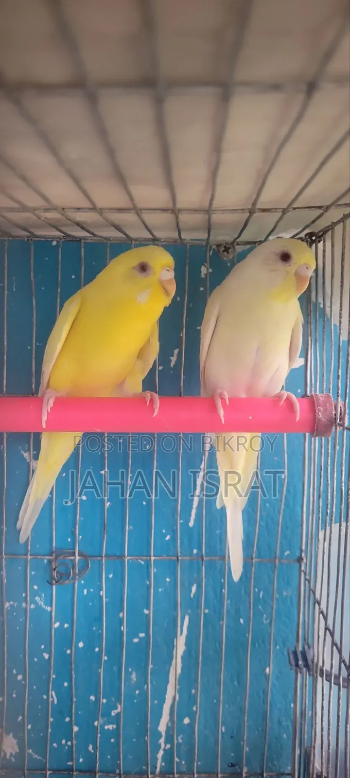 Lutino Red Eye Budgie Bird