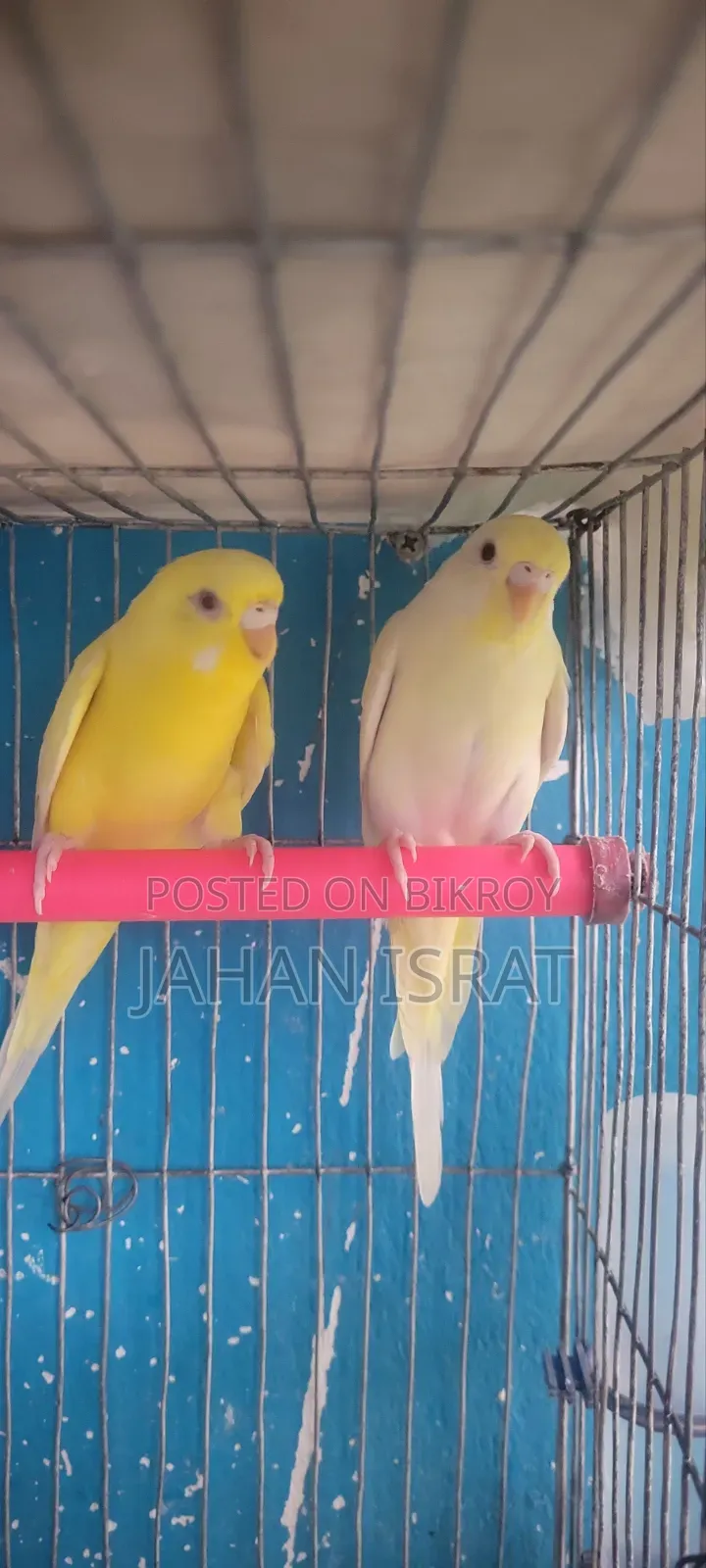 Lutino Red Eye Budgie Bird