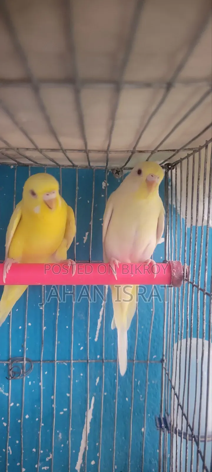 Lutino Red Eye Budgie Bird