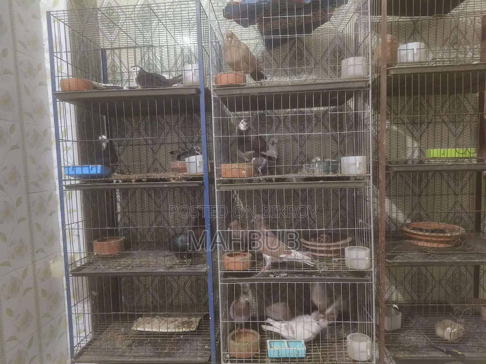 কবুতরের খাঁচা