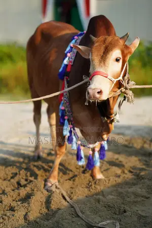 লাল হাসা ষাঁড়
