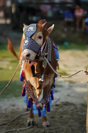 লাল হাসা ষাঁড়