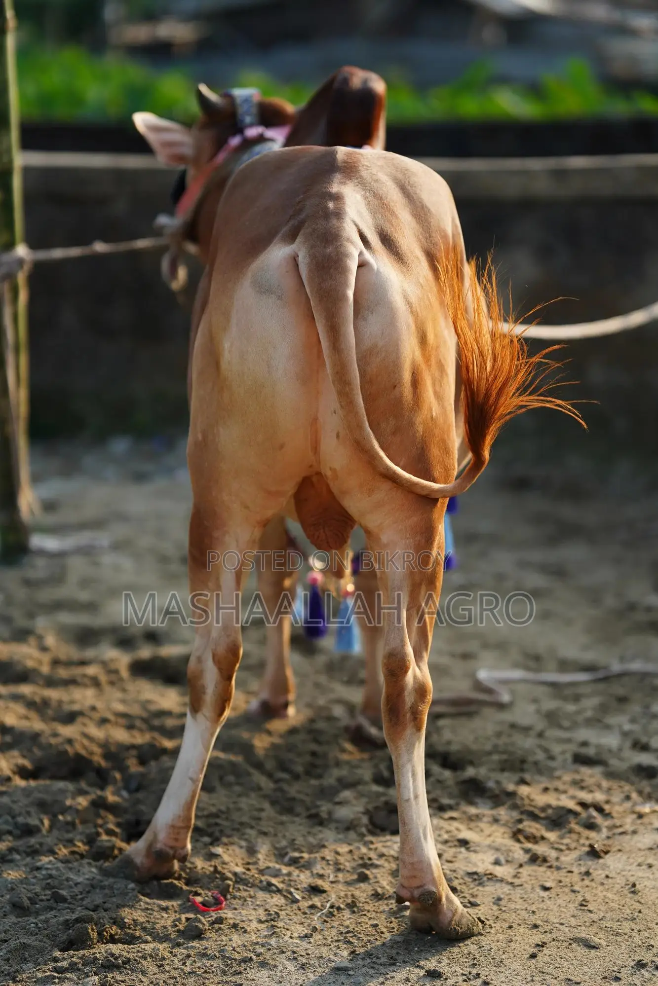 লাল হাসা ষাঁড়