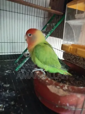 1 Tame Adult Female Lovebird for Sale