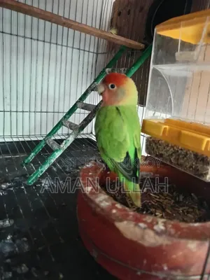 1 Tame Adult Female Lovebird for Sale