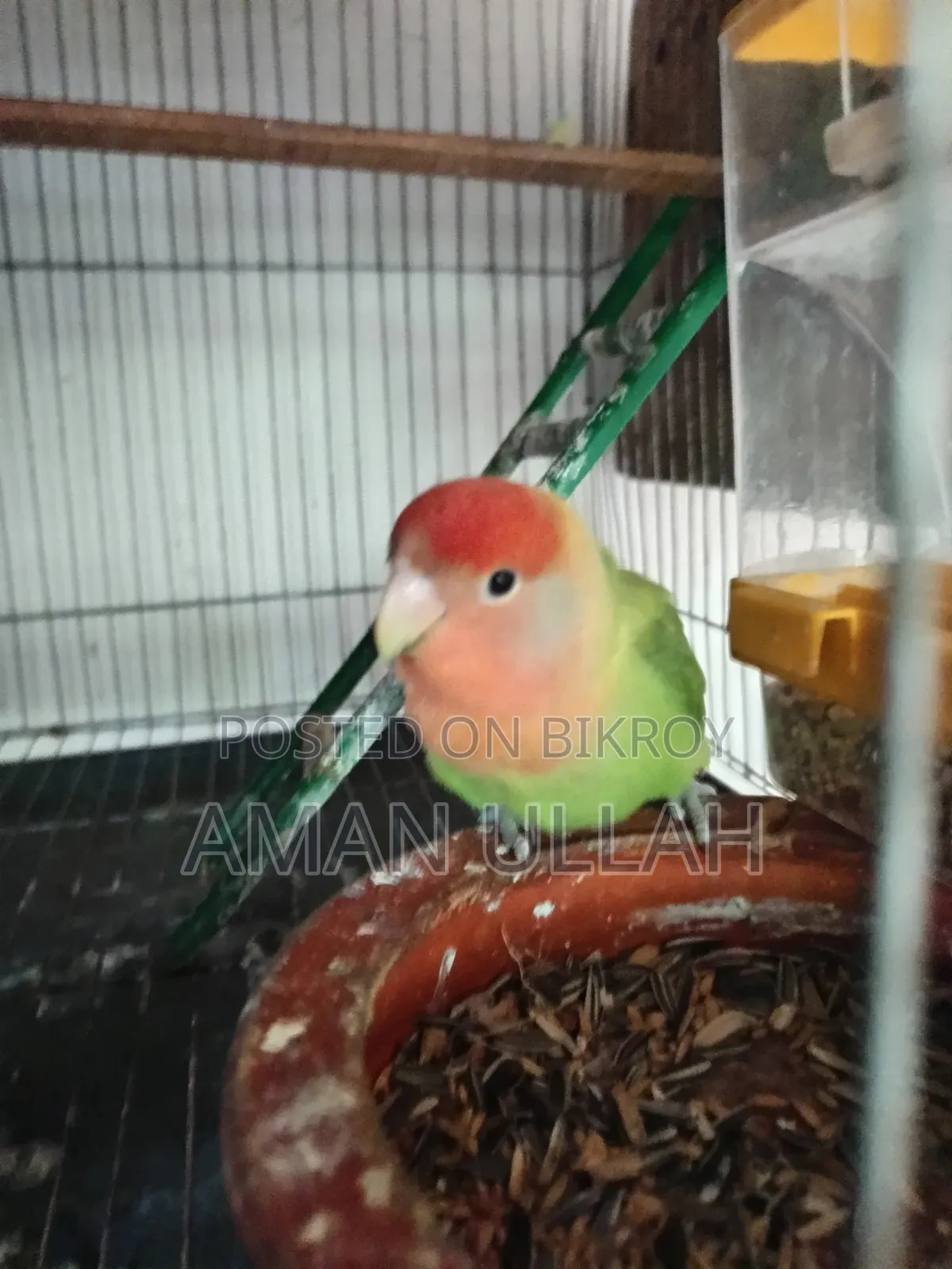 1 Tame Adult Female Lovebird for Sale