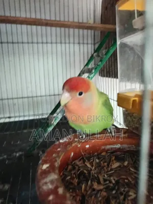 1 Tame Adult Female Lovebird for Sale