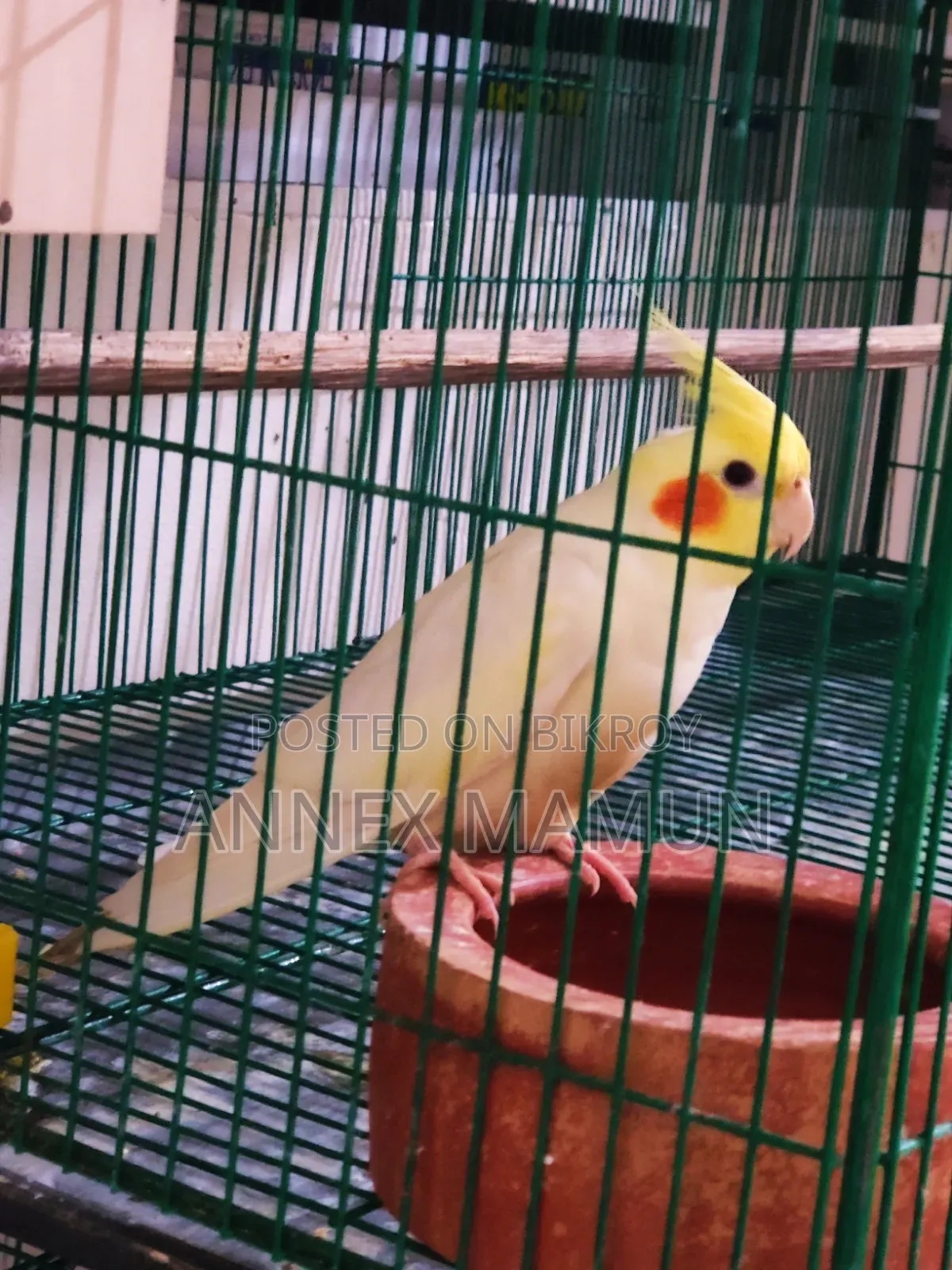 Pair of Cockatiel birds with 6 eggs for sale