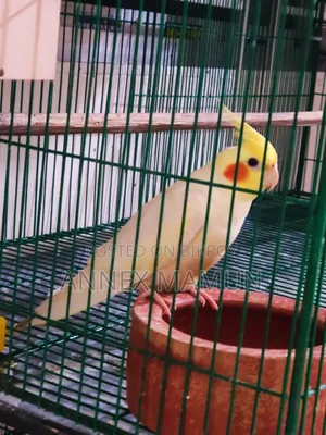 Pair of Cockatiel birds with 6 eggs for sale