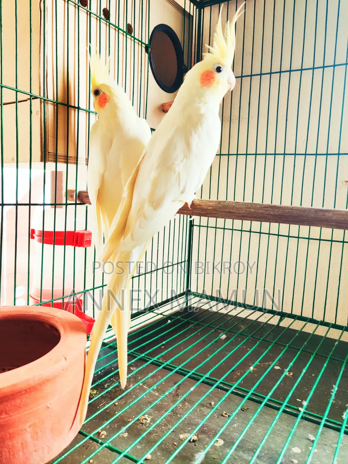 Pair of Cockatiel birds with 6 eggs for sale