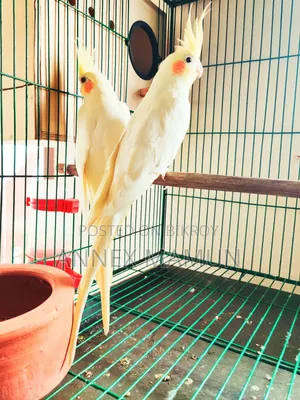 Pair of Cockatiel birds with 6 eggs for sale