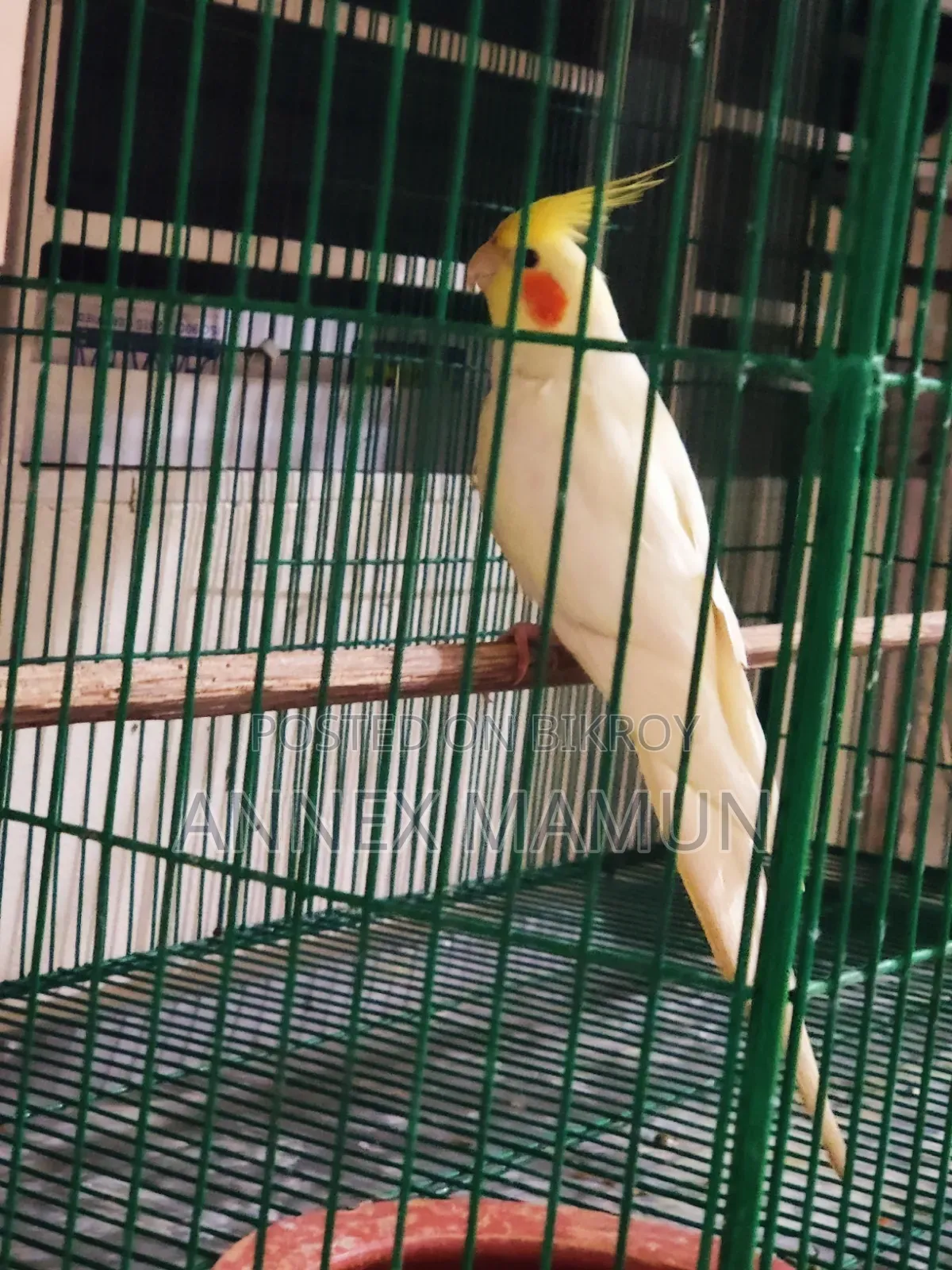 Pair of Cockatiel birds with 6 eggs for sale