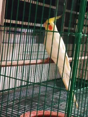 Pair of Cockatiel birds with 6 eggs for sale