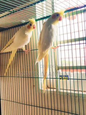 Pair of Cockatiel birds with 6 eggs for sale