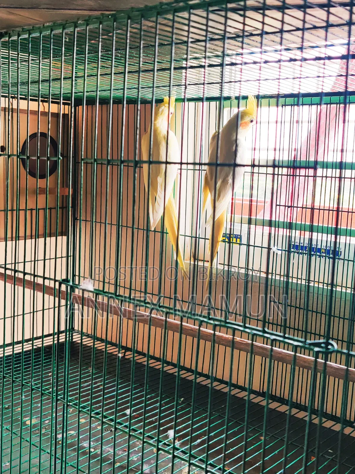 Pair of Cockatiel birds with 6 eggs for sale