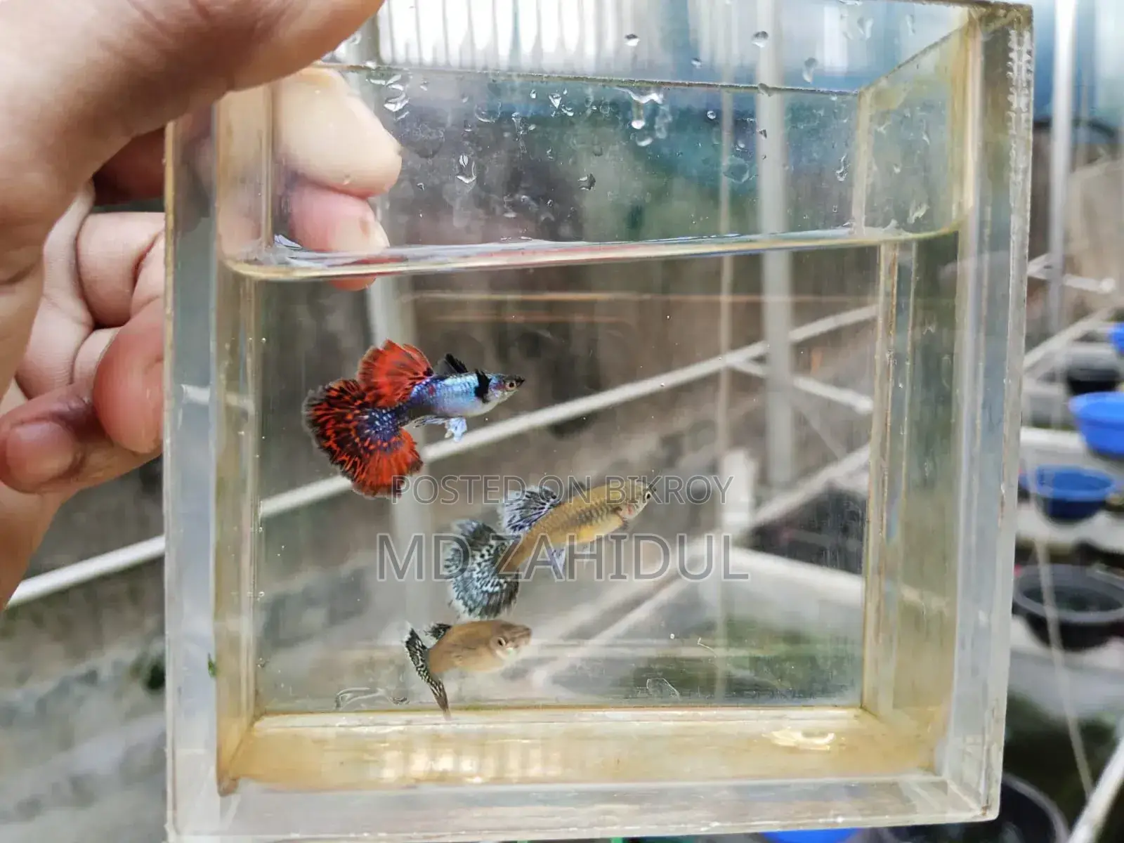 ড্যাম্বো মোজাইক হাফ মুন গাপ্পি