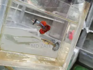 ড্যাম্বো মোজাইক হাফ মুন গাপ্পি