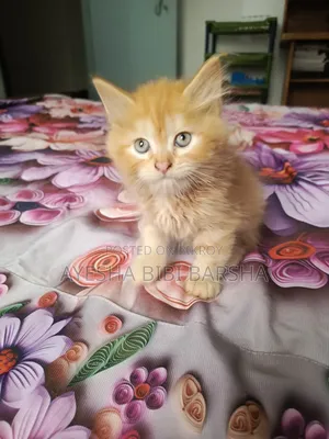 1-3 Months Male Purebred Persian