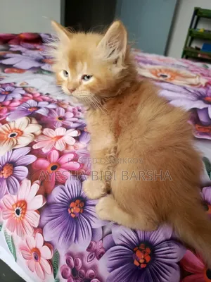1-3 Months Male Purebred Persian