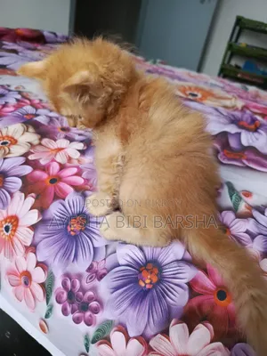 1-3 Months Male Purebred Persian