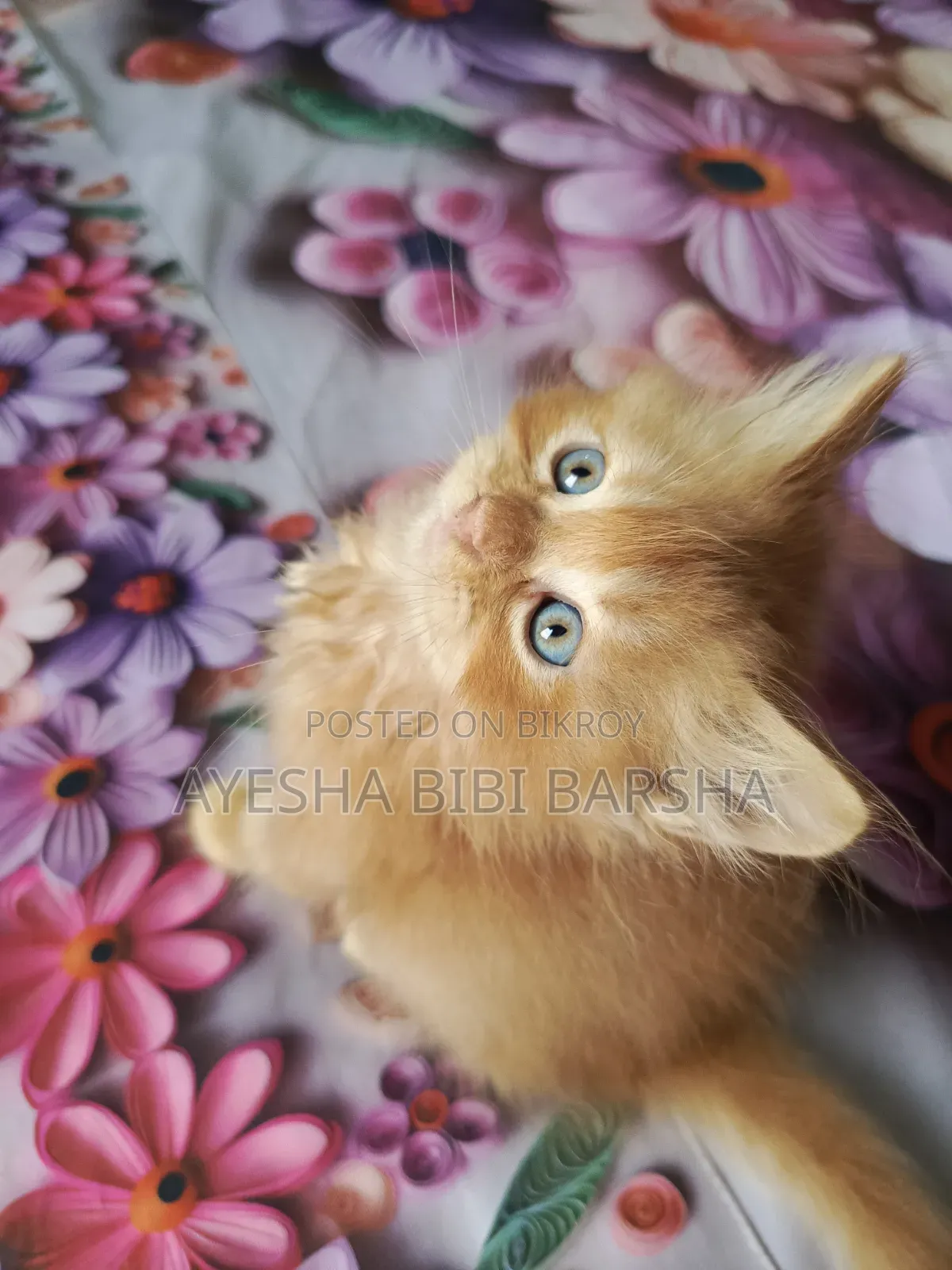 1-3 Months Male Purebred Persian