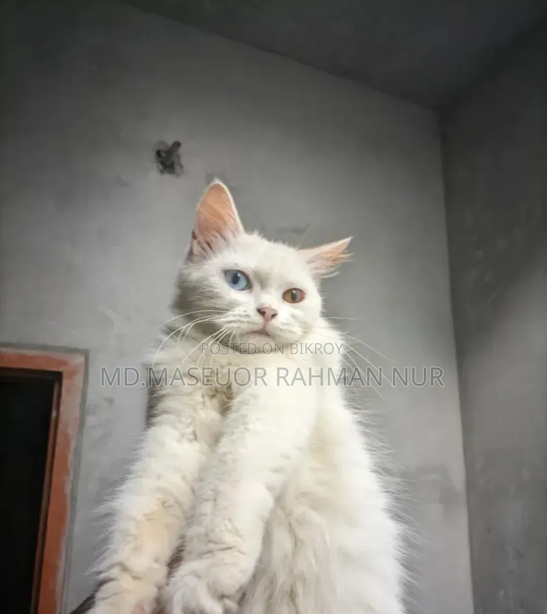 1+ Year Female Purebred Persian