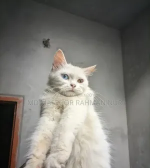 1+ Year Female Purebred Persian