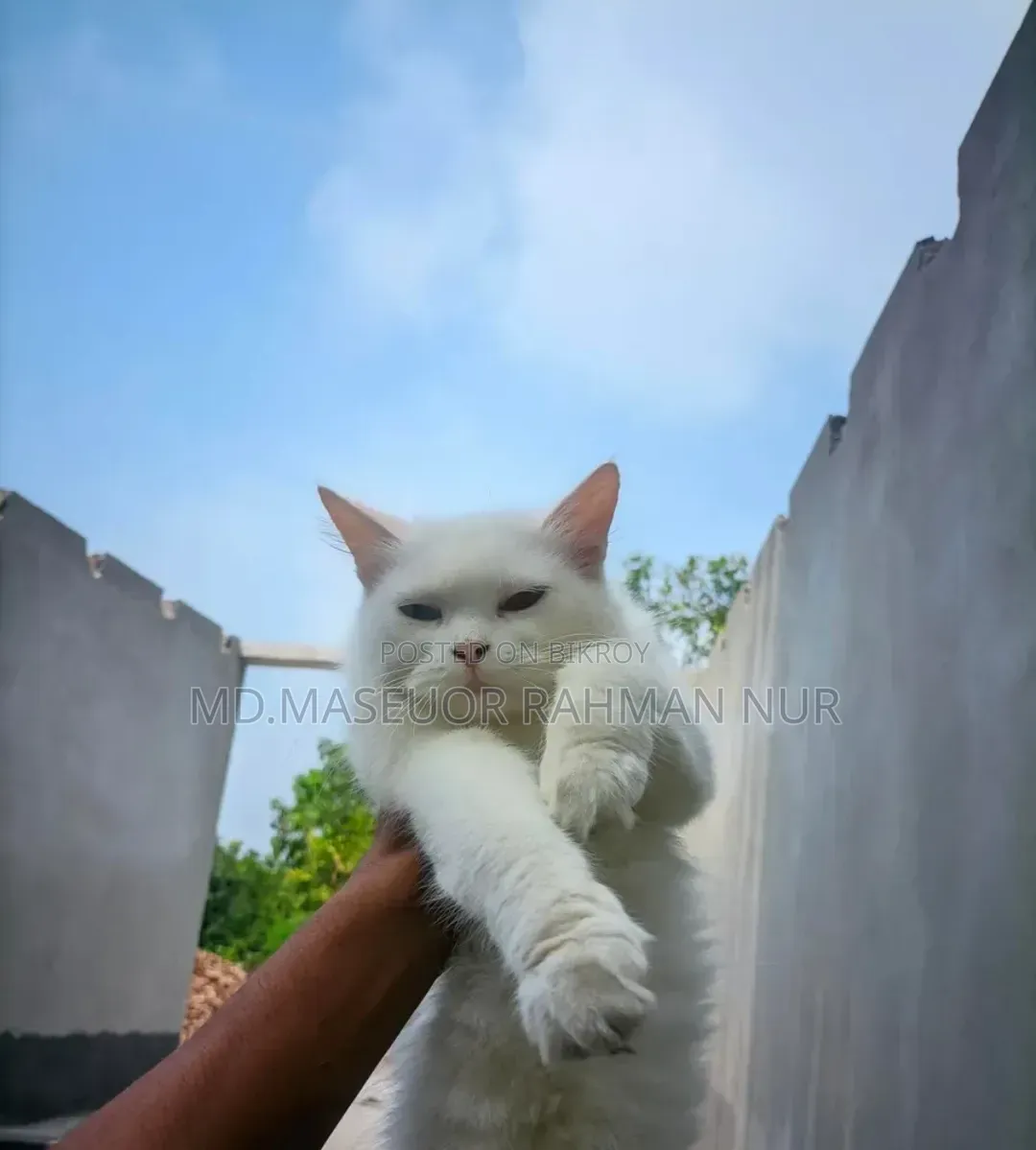 1+ Year Female Purebred Persian