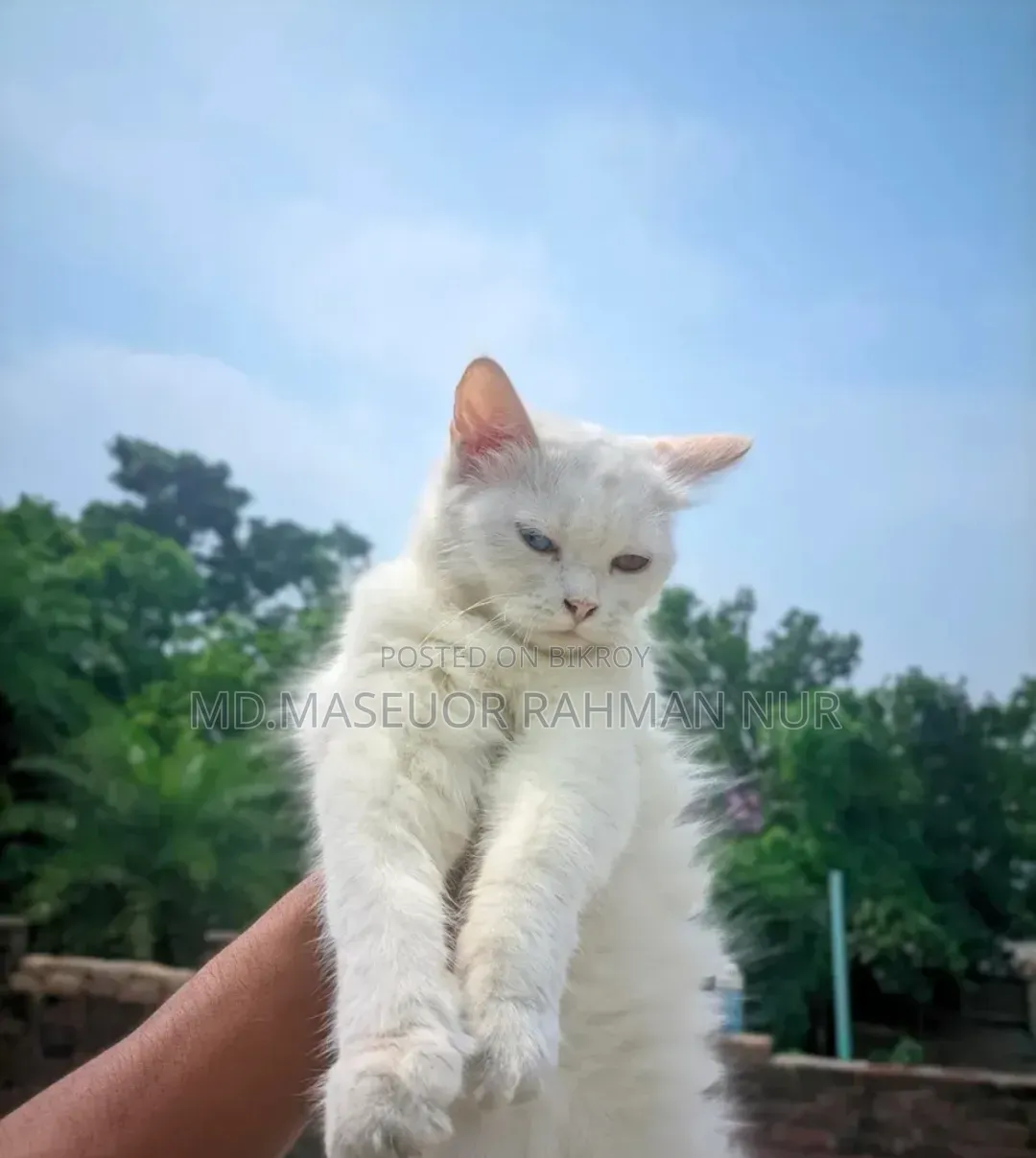 1+ Year Female Purebred Persian