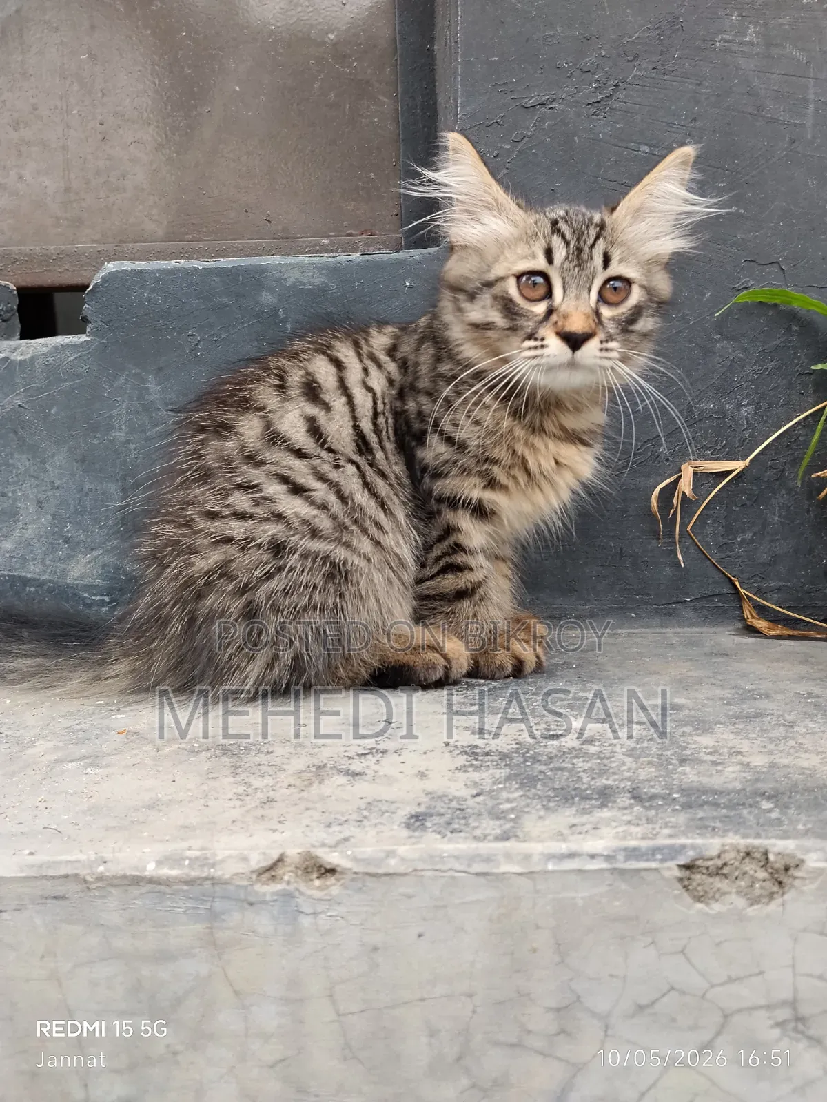 1-3 Months Female Mixed Breed Persian