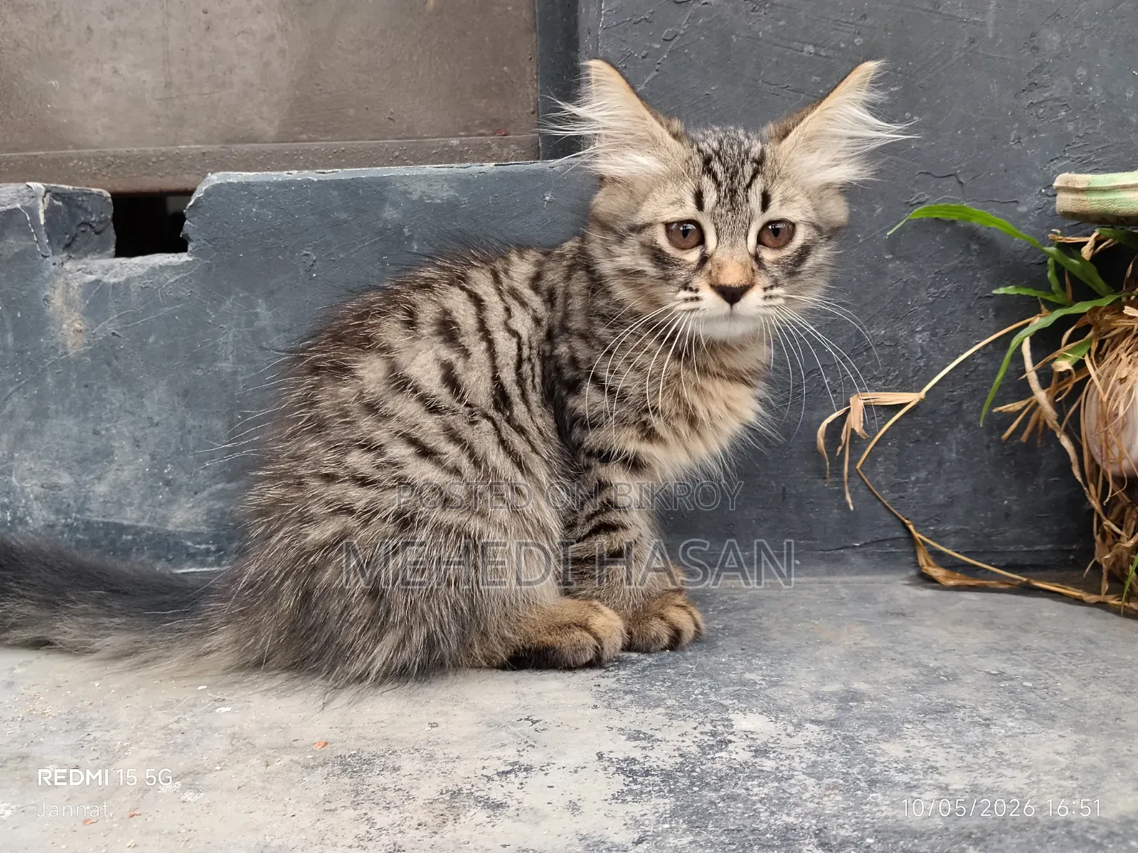 1-3 Months Female Mixed Breed Persian