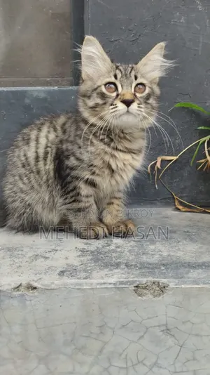 1-3 Months Female Mixed Breed Persian