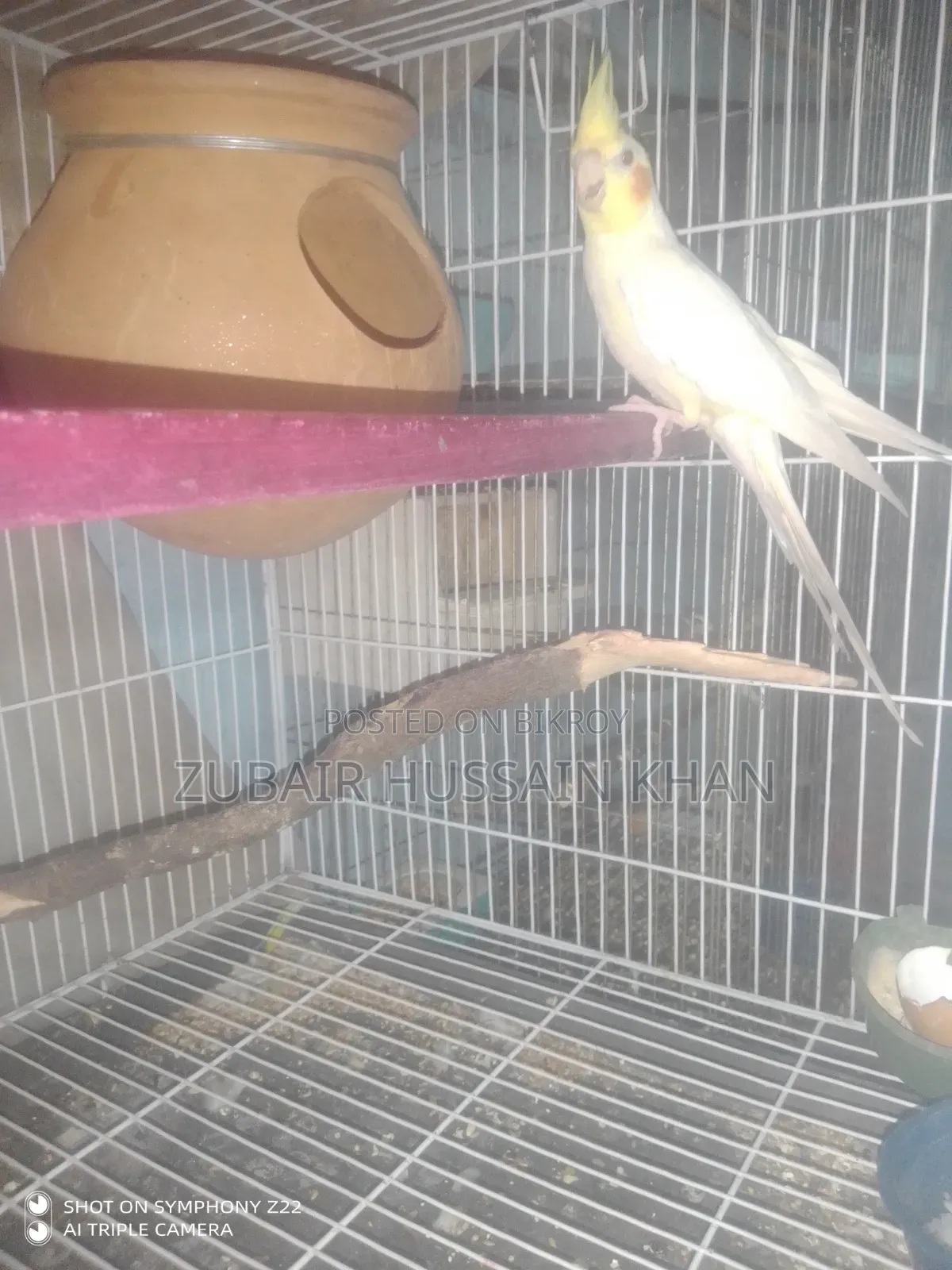 Cockatiel Lutino