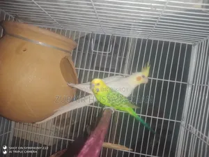 Cockatiel Lutino