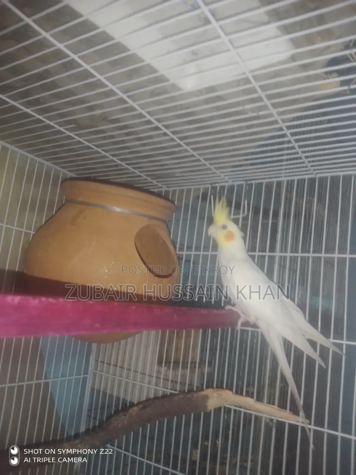 Cockatiel Lutino