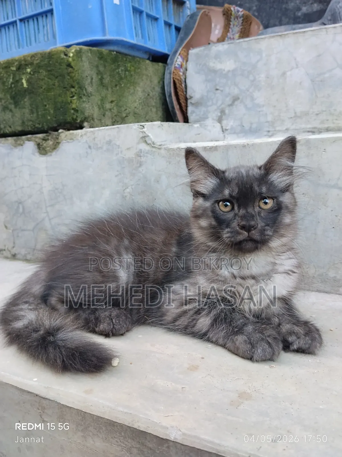 1-3 Months Female Mixed Breed Persian