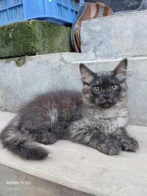 1-3 Months Female Mixed Breed Persian
