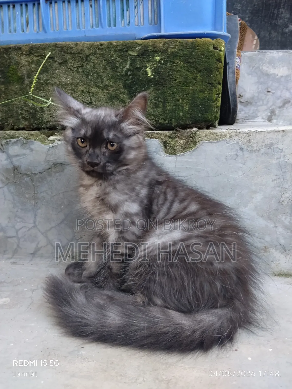 1-3 Months Female Mixed Breed Persian