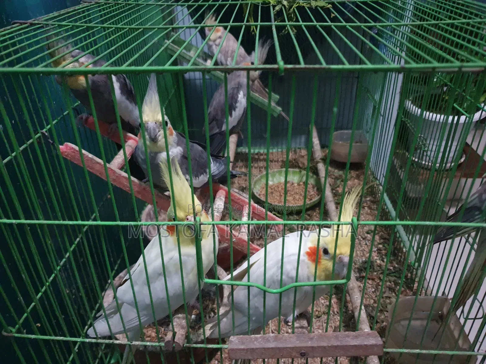 Cockatiel Birds