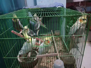 Cockatiel Birds