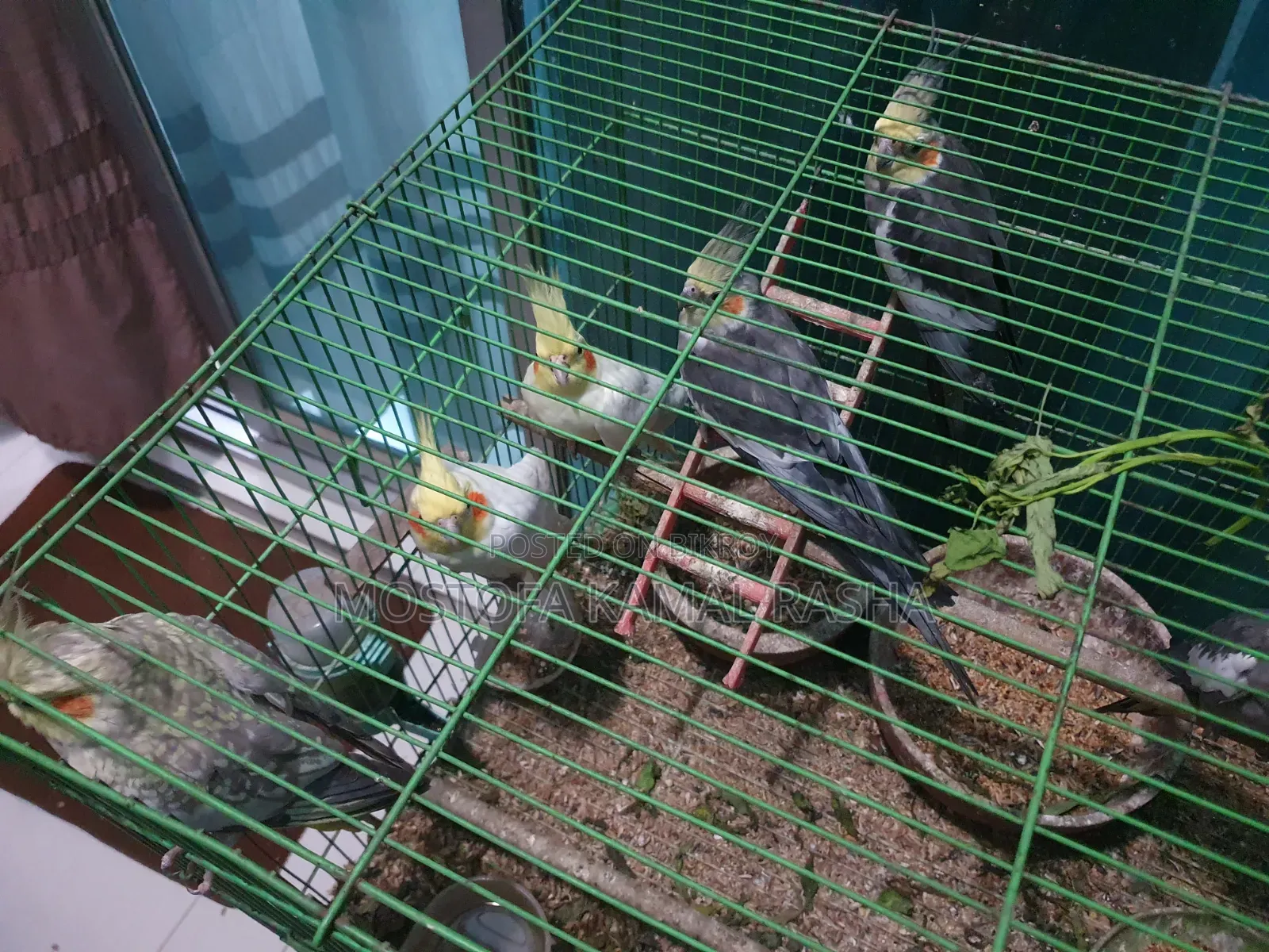 Cockatiel Birds