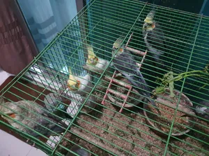 Cockatiel Birds