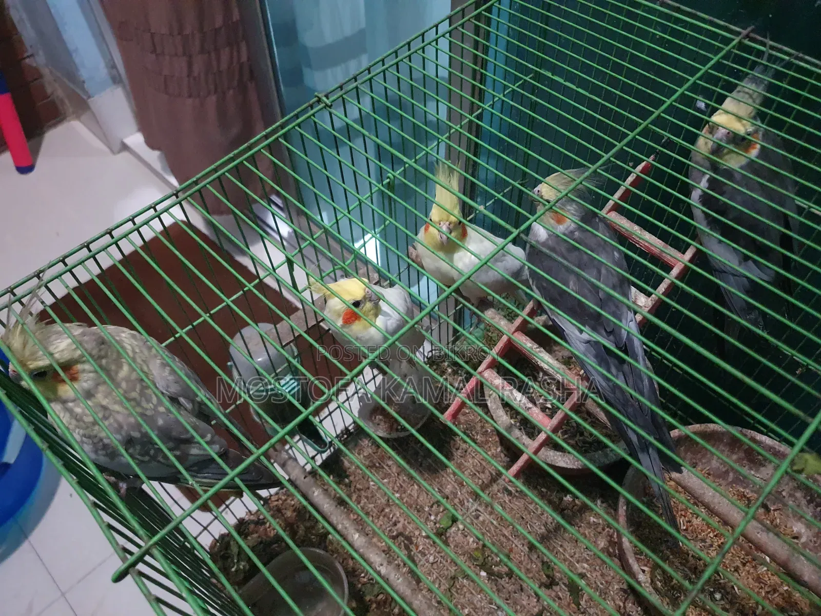 Cockatiel Birds