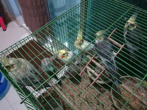 Cockatiel Birds
