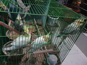 Cockatiel Birds