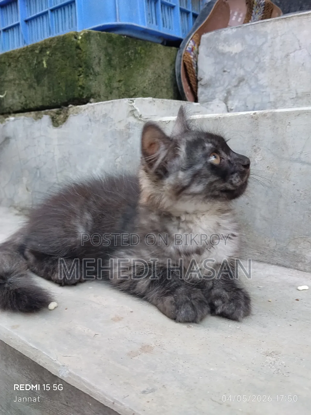 1-3 Months Female Mixed Breed Persian