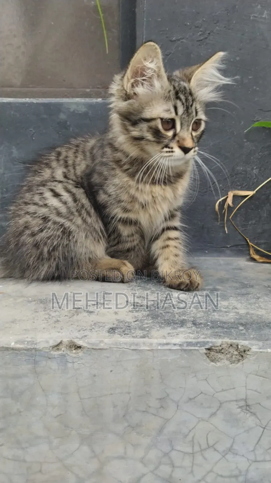 1-3 Months Female Mixed Breed Persian